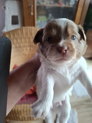 Niedliche Chihuahua Mix Welpen 