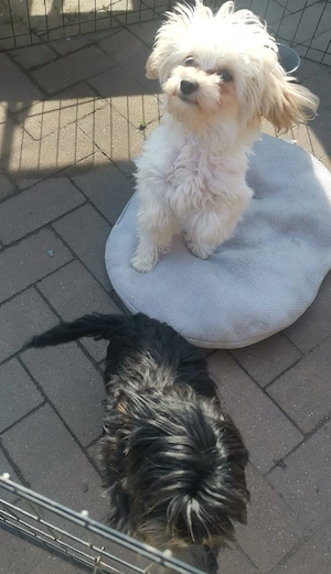 Morkie Welpe zu verkaufen