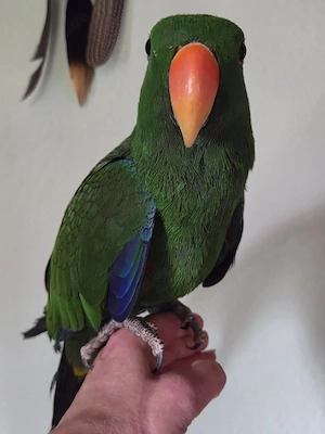 Molukken Edelpapagei Baby von 25 zahm 