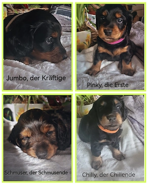 Dackelwelpen abzugeben