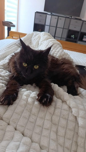 Maine coon Katzendame sucht neues Zuhause 