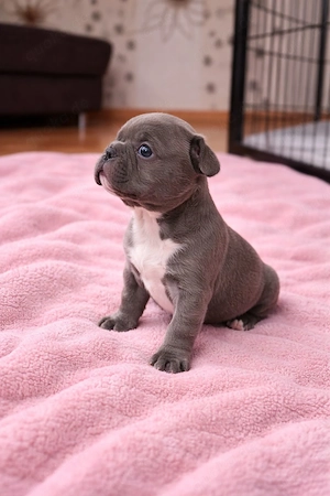 Frz Bulldog Welpen 