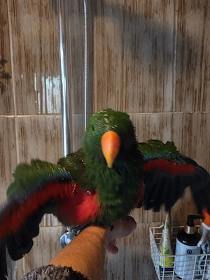 Molukken Edelpapagei Baby von 25 zahm 