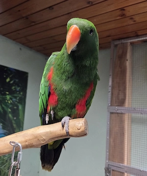 Molukken Edelpapagei Baby männlich zahm aus 25 Bild 2