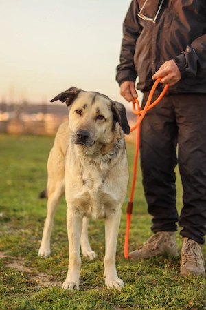 Buddy sucht ein Zuhause   Großer Hund mit großem Herz Bild 5
