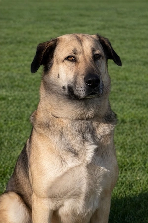 Buddy sucht ein Zuhause   Großer Hund mit großem Herz Bild 4