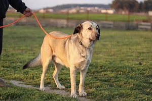 Buddy sucht ein Zuhause   Großer Hund mit großem Herz
