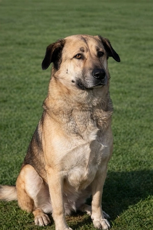 Buddy sucht ein Zuhause   Großer Hund mit großem Herz Bild 2