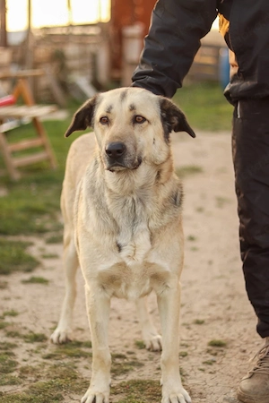 Buddy sucht ein Zuhause   Großer Hund mit großem Herz Bild 3