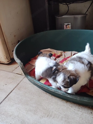 Meine Polonka hat drei Welpen 