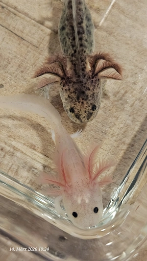 Axolotl Baby (Mix) ab April Mai