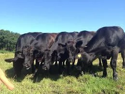 Deutsche Angus Kühe 