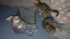Bengal Kitten Abgabebereit 