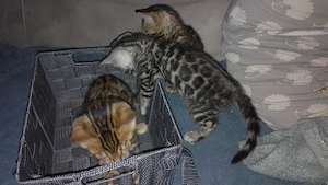 Bengal Kitten zu verkaufen 