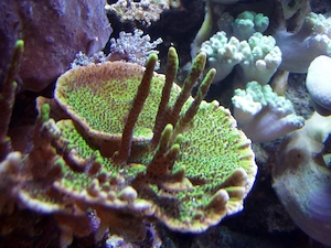 Korallenableger- Montipora confusa