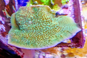 Korallenableger- Montipora danae