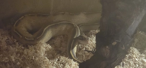 Königspython Highway 