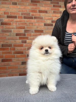 Pomeranian Zwergspitz 