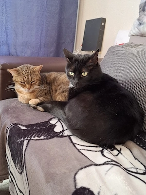 Lieber Voller Kater sucht ein neues zuhause  