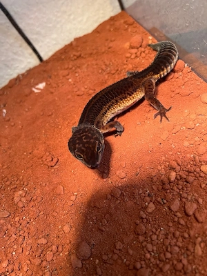 blacknight männchen 