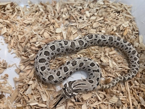 Hakennasennatter Artic het Toffe, 