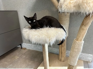 Devon Rex weibchen kastrirt 