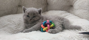 Traumhafte BKH und BLH Kitten in lilac  (grau und hellbraun) und Plüschweich!