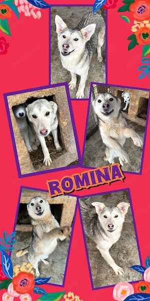 junge, wunderschöne, lebhafte, menschenbezogene Hündin "Romina" sucht ein schönes Zuhause 