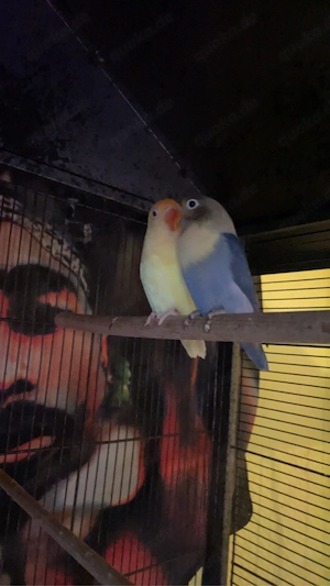 agapornis (unzertrennlich)