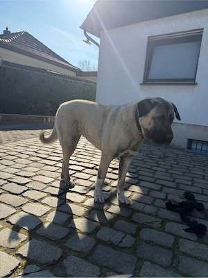 kangal hündin sucht ein liebevolles zuhause