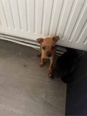 zwergpinscher hündin