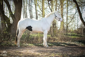 Eycatcher: Paint Horse Stute APHA 2023 