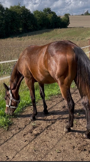 Quarter Horse Wallach 2 jährig