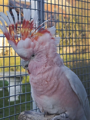 Suche Arassari und Tukane 