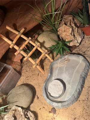 1.2 Leopardgecko mit terrarium  Bild 4