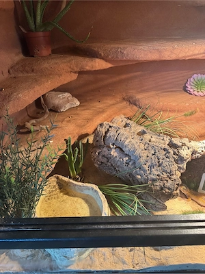1.2 Leopardgecko mit terrarium  Bild 6