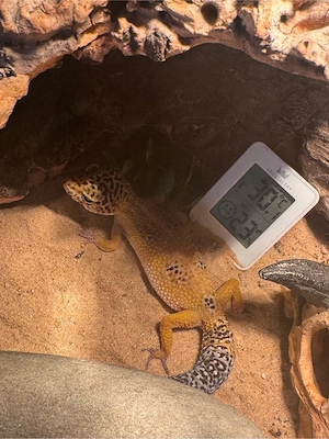 1.2 Leopardgecko mit terrarium  Bild 5