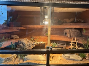 1.2 Leopardgecko mit terrarium 