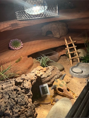 1.2 Leopardgecko mit terrarium  Bild 7
