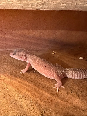 1.2 Leopardgecko mit terrarium  Bild 3