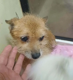 Kleine Minimaus kann nicht im Shelter bleiben, 4 kg, 8-9 Jahre