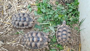 Testudo marginatas abzugeben