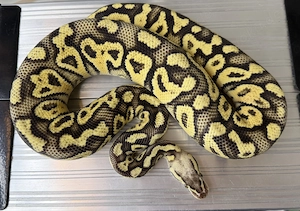 1.0 Hurricane Super Pastel YB 100% het Clown