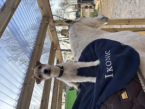 Offenstallplatz frei, ideal für Allergiker!