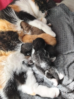 Bkh Kätzchen geb.16.3. 