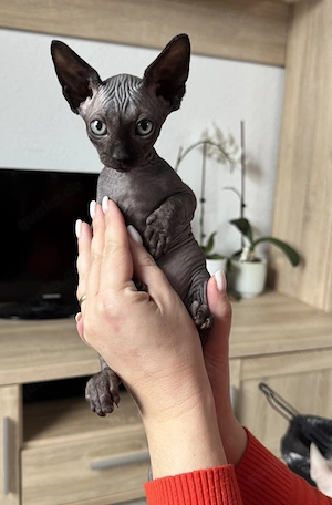 Wunderschönes Kanadisches Sphynx-Kitten (weiblich, Solid Grau) sucht liebevolles Zuhause 