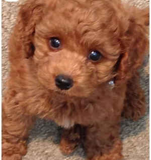 Toypudel Welpen kleine 