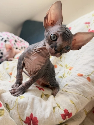 Katzen sphynx 