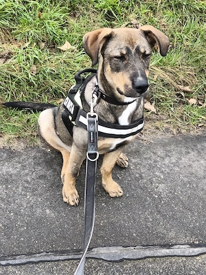 Ich bin Jack und suche mein für immer Zuhause 