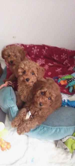 Toypudel Welpen kleine 